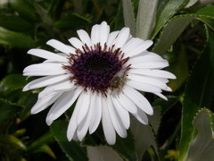 Macrolearia chathamica