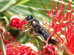 Amphylaeus morosus