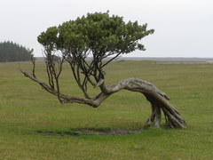 Olearia traversiorum