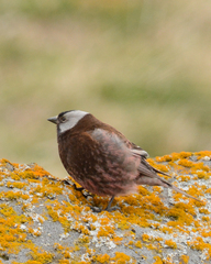 Leucosticte tephrocotis umbrina
