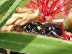 Amphylaeus morosus