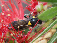 Amphylaeus morosus