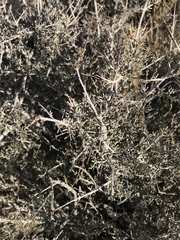 Coleogyne ramosissima