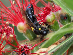 Amphylaeus morosus