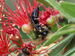 Amphylaeus morosus