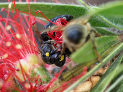 Amphylaeus morosus