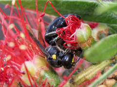 Amphylaeus morosus