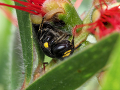 Amphylaeus morosus