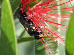 Amphylaeus morosus
