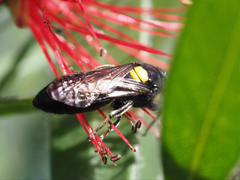 Amphylaeus morosus