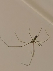Pholcus phalangioides