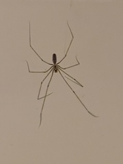 Pholcus phalangioides