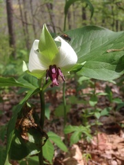 Trillium rugelii