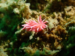 Okenia hiroi