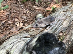 Peromyscus gossypinus