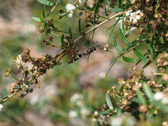 Australozethus tasmaniensis