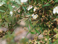 Australozethus tasmaniensis