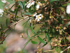 Australozethus tasmaniensis