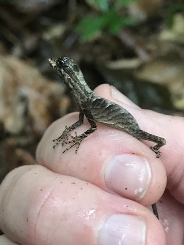 Surprise Anole, Anolis bombiceps
