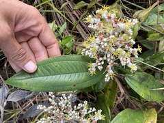 Miconia stenostachya