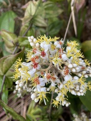 Miconia stenostachya