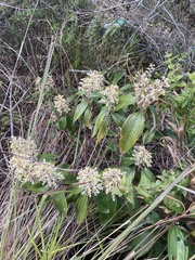 Miconia stenostachya