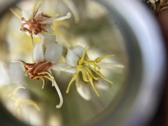 Miconia stenostachya