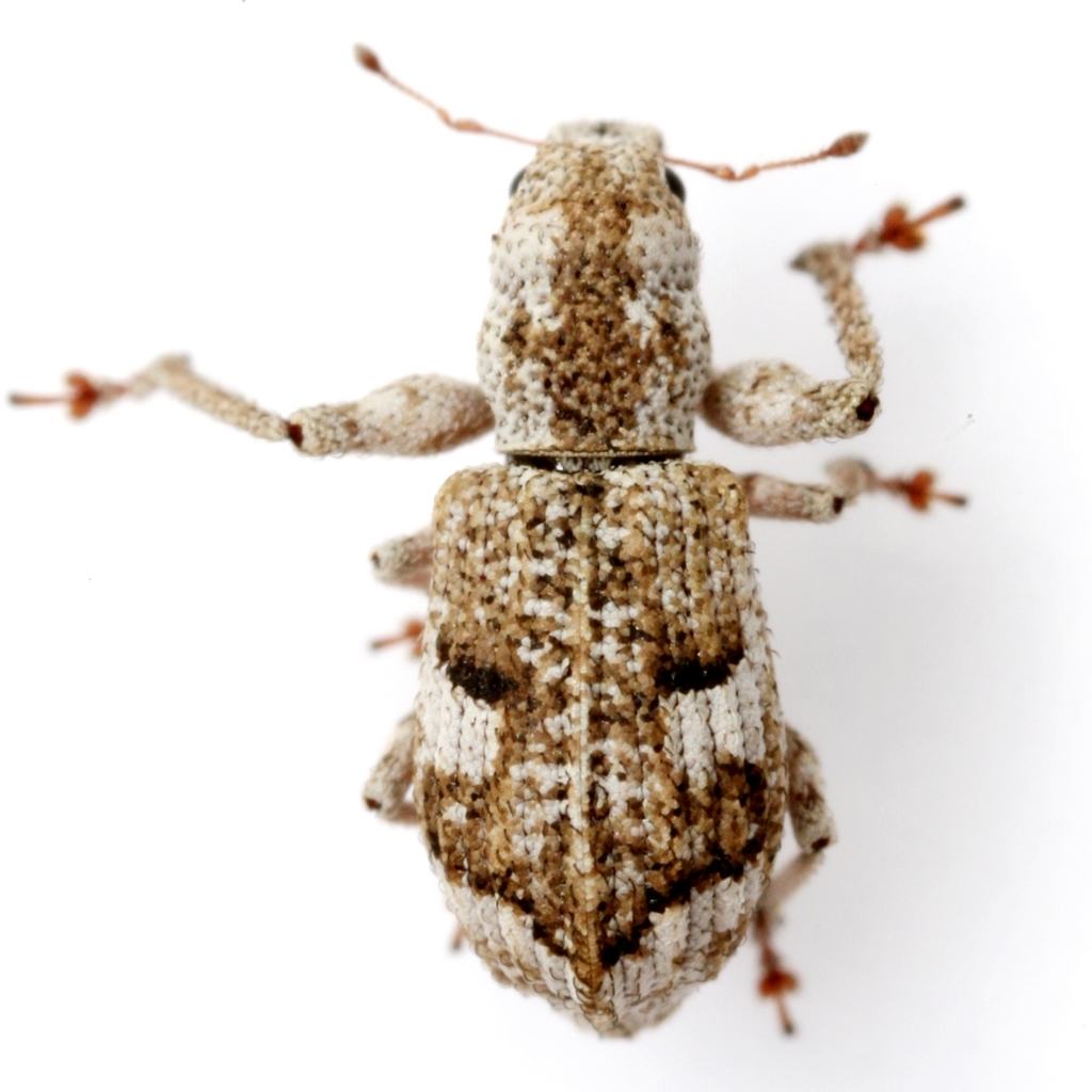 Double-banded Broad-nosed Weevil