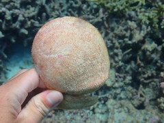 Scutarcopagia scobinata