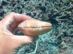 Scutarcopagia scobinata