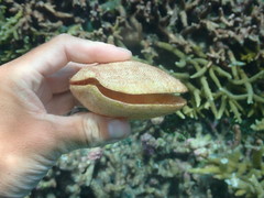 Scutarcopagia scobinata