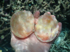 Scutarcopagia scobinata