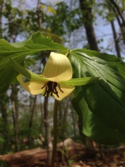 Trillium rugelii