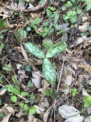 Trillium lancifolium