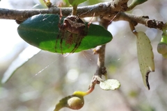Araneus miniatus image