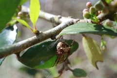 Image of Araneus miniatus