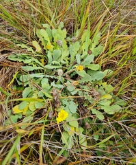 Sonchus novae-zelandiae