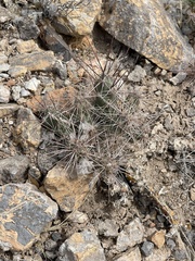Grusonia grahamii