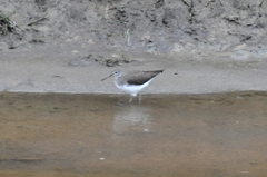 Tringa ochropus