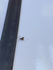 Cryptachaea meraukensis