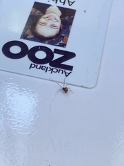 Cryptachaea meraukensis