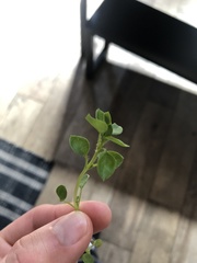 Stellaria media