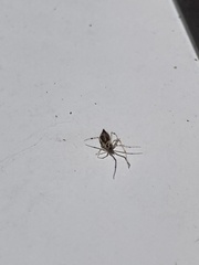 Cryptachaea meraukensis