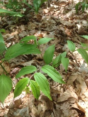 Prosartes lanuginosa