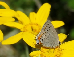 Satyrium californica