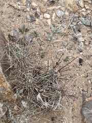 Grusonia grahamii
