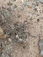 Grusonia grahamii
