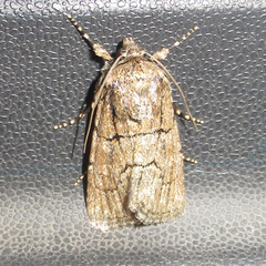 Sympistis induta