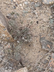Grusonia grahamii