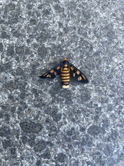 Amata trigonophora